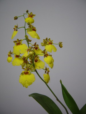 Onc.Sweet Sugar(����)1.JPG