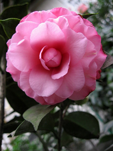 ��ת IMG_3766.JPG