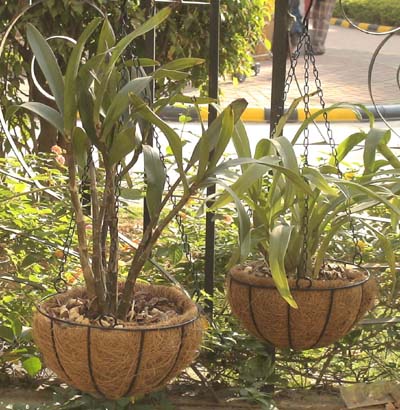 ����ʯ��