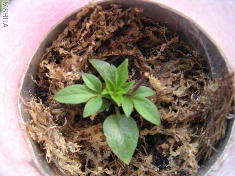 ������С ��������702112.jpg