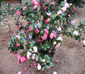 2007.3.3 047_��С��С.jpg