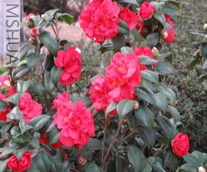 2007.3.3 020_��С��С.jpg