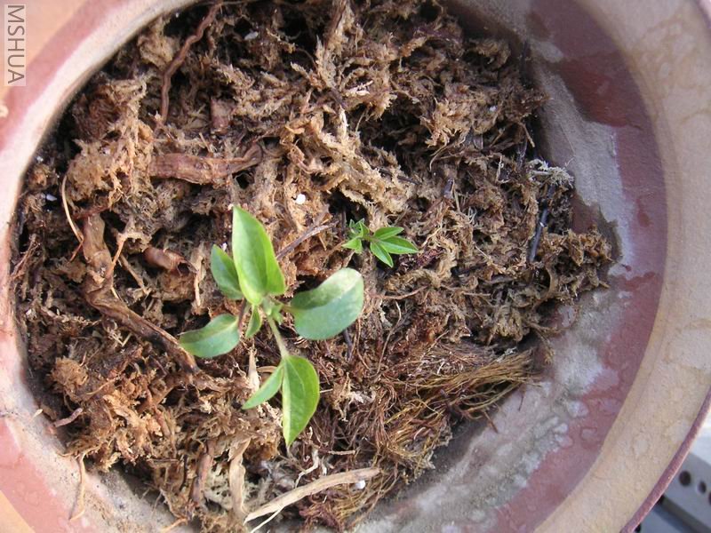 ������С ��������702111.jpg