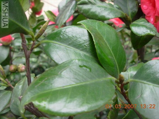 DSCN1307.JPG