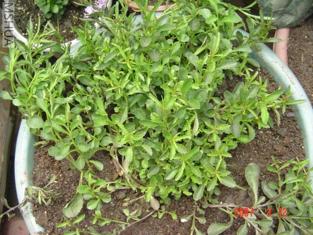 С��������û�е���ɫ��