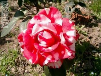 ��Ƭ20070228 057.jpg