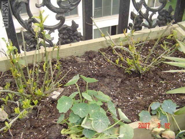 ������ѩ��������ľ������������������س�����������ȥ�ɣ�