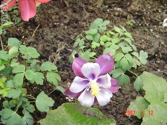 �ﶷ�ˣ���ϲ����������ɫ