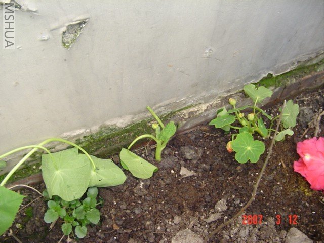 �����ذ꺵����֦��