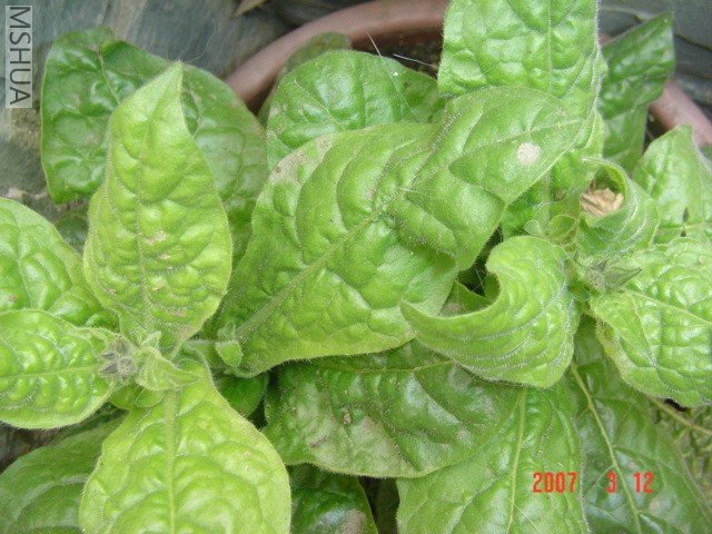 �л�����