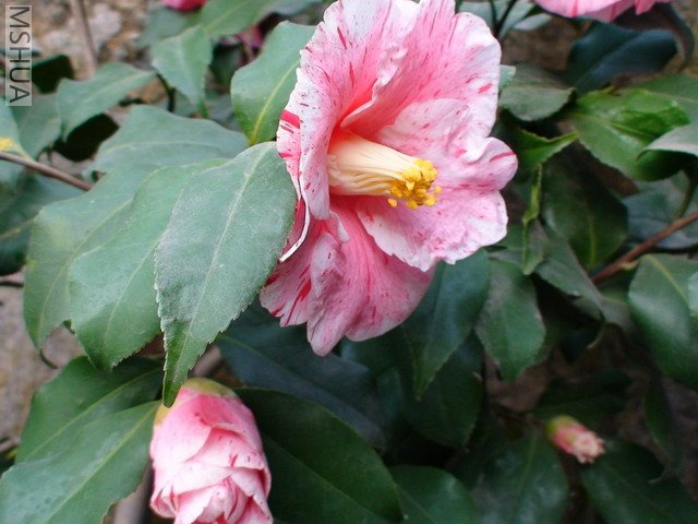 ��ɽݮ-5.jpg