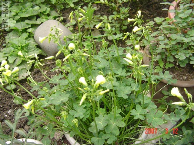 ����צ��