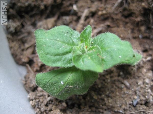 ���ǲ���С��