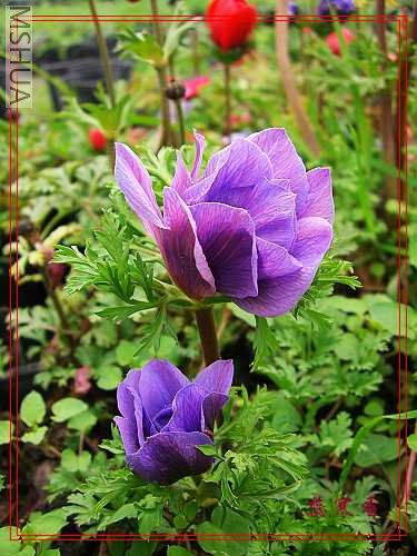 CIMG6107��.jpg