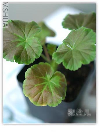 ����Ƕ�����