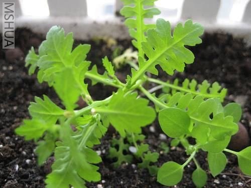 ����Сϲ��