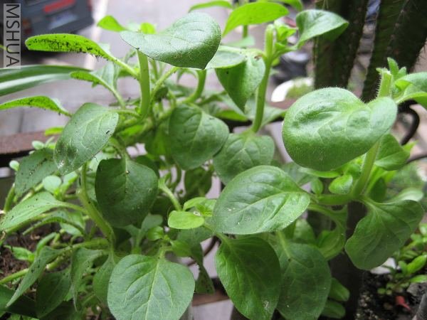 ����ĸ��