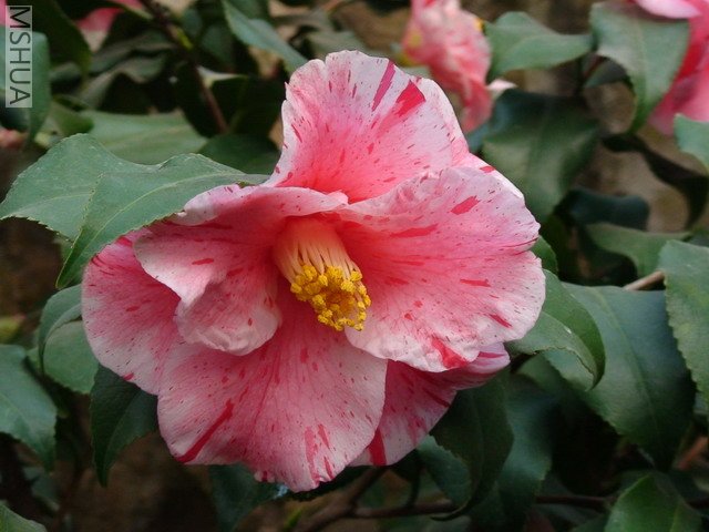��ɽݮ-4.jpg