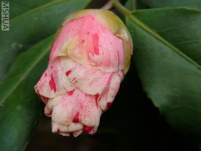 ��ɽݮ����.jpg