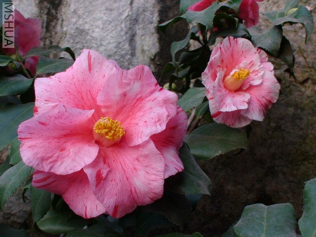 ��ɽݮ-2.jpg