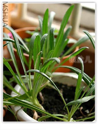 ������Щ����ʸ����