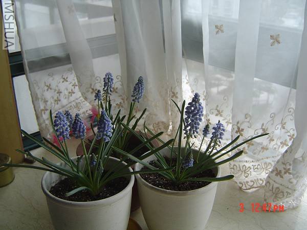 ���ѷ�����