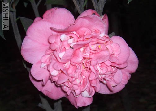 DSCI0006.JPG