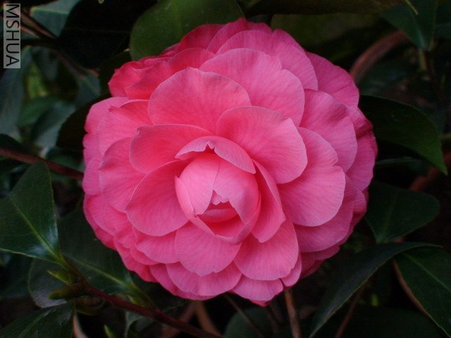 ����ɯ��֯Ů-3.jpg