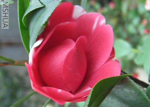 DSCI0017.jpg