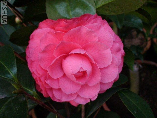 ����ɯ��֯Ů-1.jpg