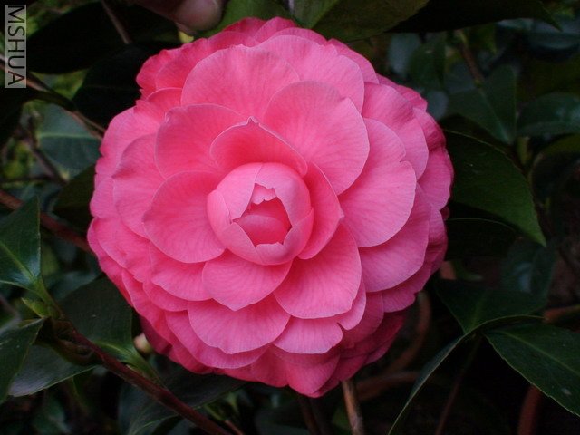 ����ɯ��֯Ů-2.jpg