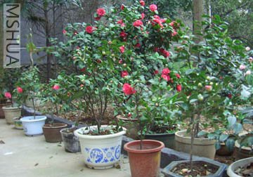 DSCI0001.JPG