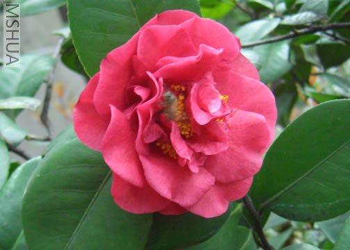 DSCI0008.JPG