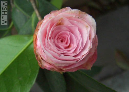 DSCI0009.JPG