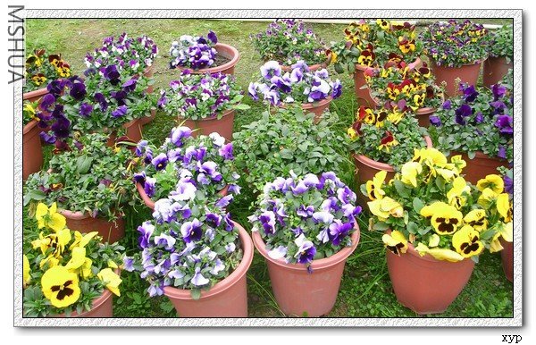 ��Ⱥè�Ҷ�ϲ��������ȫ�����ؼ�Ŷ