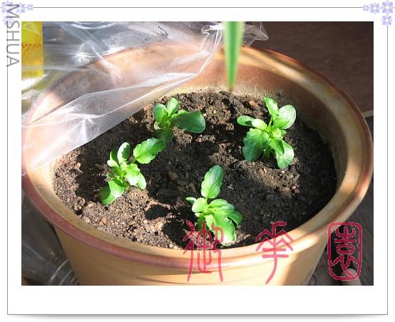 �ҿ���Ĥ����