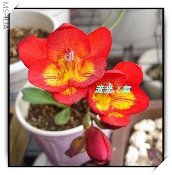 ��ɫ�Ŀ���Ҳ�ܴ�~