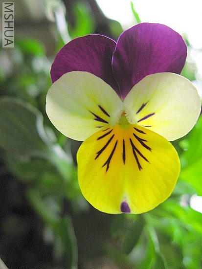 ��ת IMG_3598.JPG