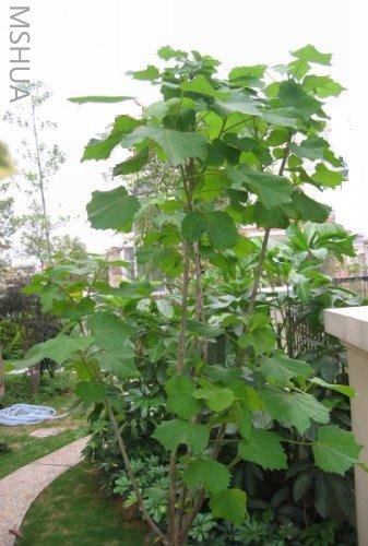 ľܽ��,���ڸշ���Ҷ��