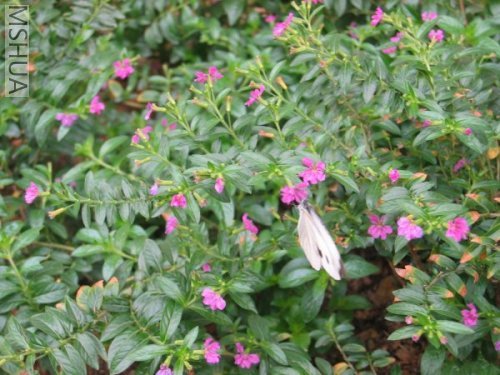 �ǻ�,��������ĵر�ֲ��