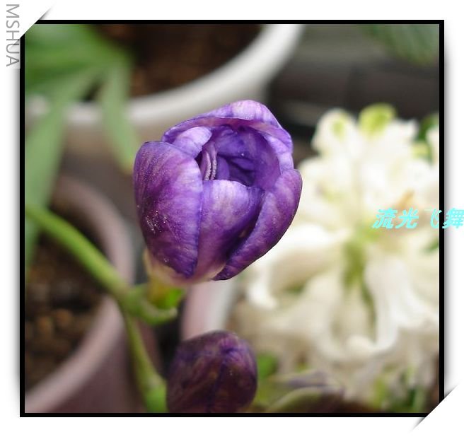 ��ϲ������ɫ