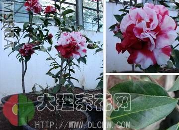 ������С 2007022422172469665.jpg