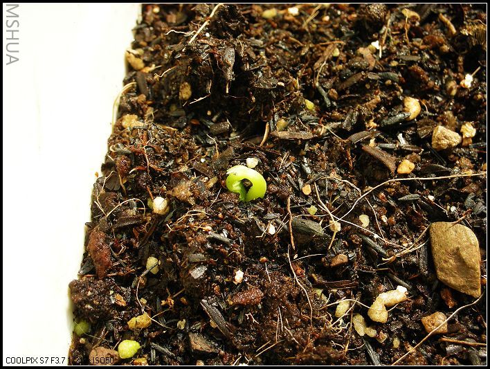 ���޴�ɫ 039_nEO_IMG.jpg