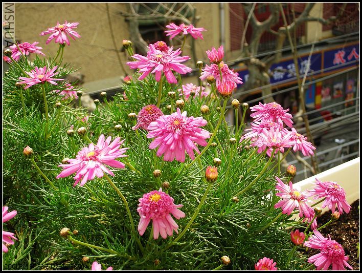 ���޴�ɫ 044_nEO_IMG.jpg