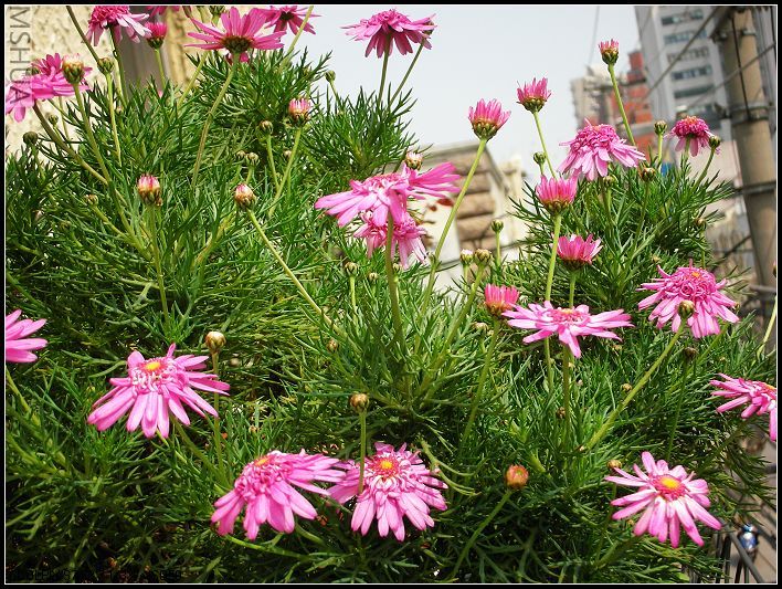 ���޴�ɫ 045_nEO_IMG.jpg