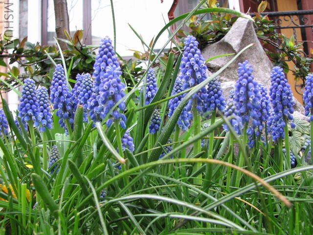 IMG_0108_resize.JPG