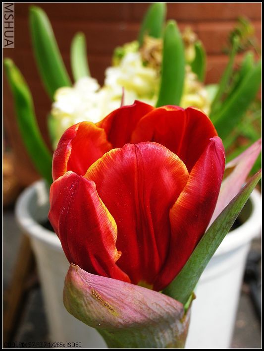 ���޴�ɫ 003_nEO_IMG.jpg