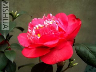 100_78012.jpg