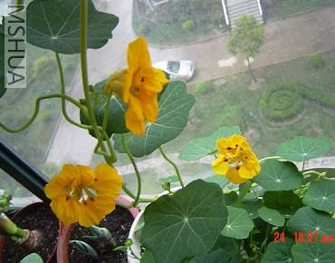 ��ɫ����