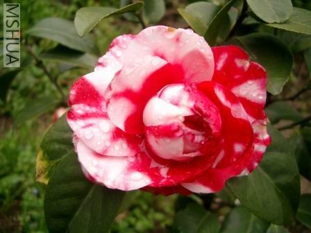 ��Ƭ20070228 110.jpg1.jpg